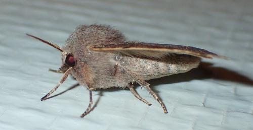 Réf. 203 660 : Orthosia incerta
